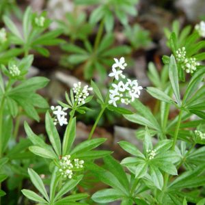 Waldmeister, der mit dem guten Duft