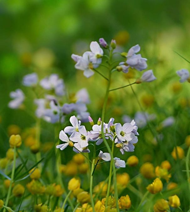 Das Wiesenschaumkraut ist einer der ersten Frühlingsbooten