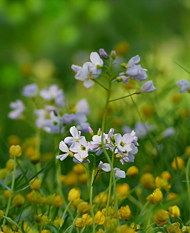 Das Wiesenschaumkraut ist einer der ersten Frühlingsbooten
