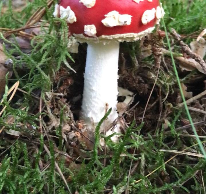 Fliegenpilz: Giftpilz oder Heilpilz?