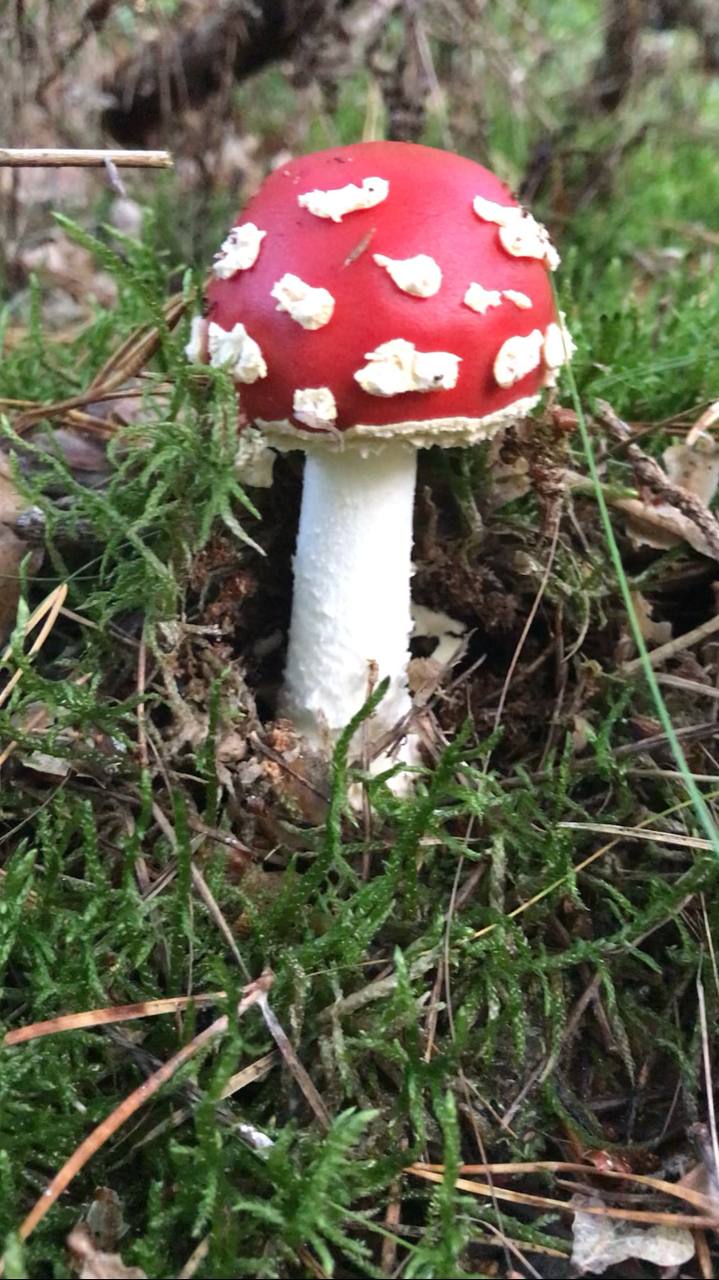 Fliegenpilz: Giftpilz oder Heilpilz?